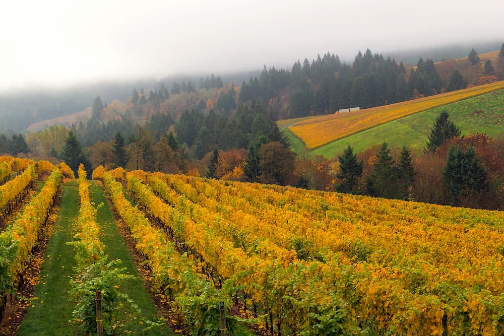 Hillside vineyard on a fall day where the leaves turn from green to yellow. A mist covered forest is in the background. 
