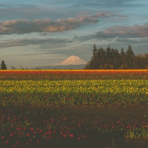 A landscape photo featuring a field with a backdrop of a mountain and a body of water, likely taken during a scenic flight over Oregon's natural beauty.