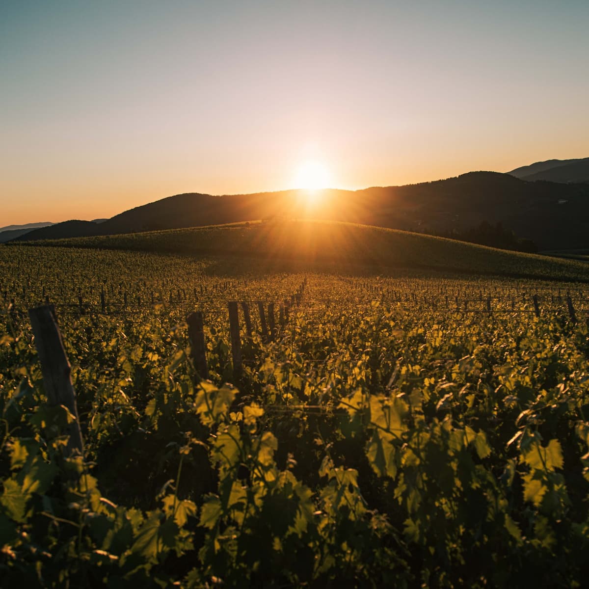 Sunset over a vineyard in the Willamette Valley, Oregon.