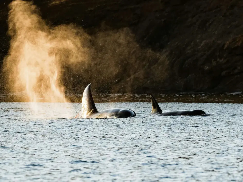 Two orcas in the water with a large plume of water spray behind them.